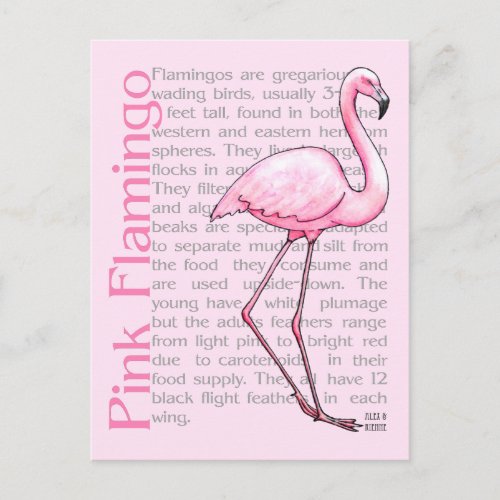 Pink Flamingo On Text Postcard