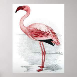 Pink Flamingo Painting Poster
