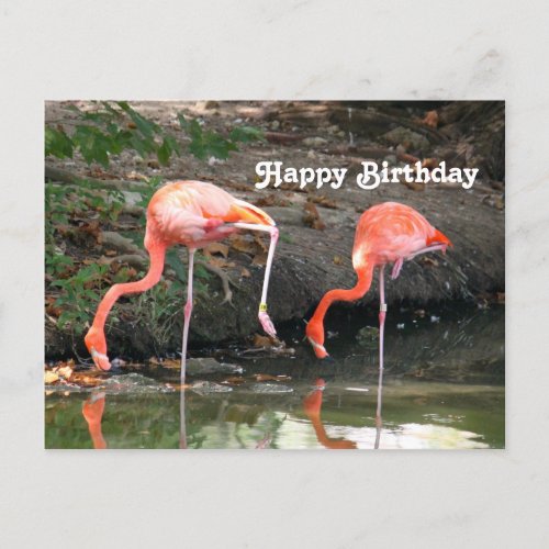 Pink Flamingo Pair Wildlife Photo Birthday Postcard