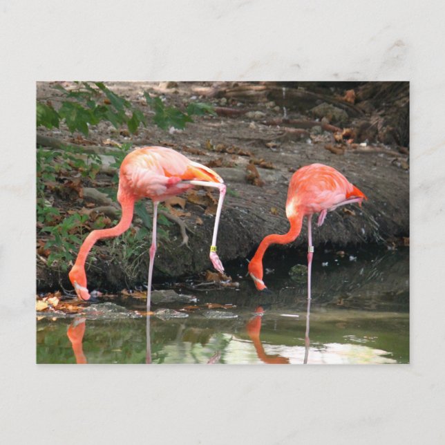 Pink Flamingo Pair Wildlife Photo Postcard (Front)
