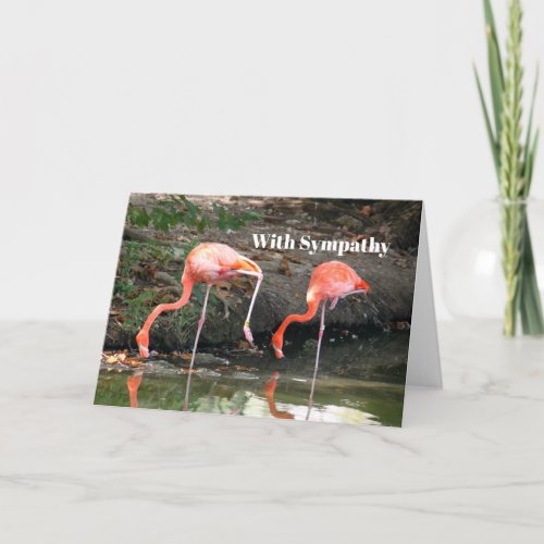 Pink Flamingo Pair Wildlife Photo Sympathy Card