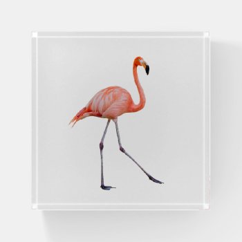 Pink Flamingo Paperweight by PixLifeBirds at Zazzle