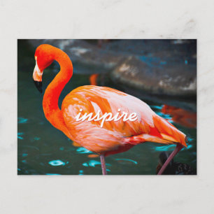 Pink Flamingo Photo Inspire Script Modern Stylish Postcard
