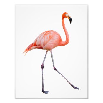 Pink Flamingo Photo Print by PixLifeBirds at Zazzle