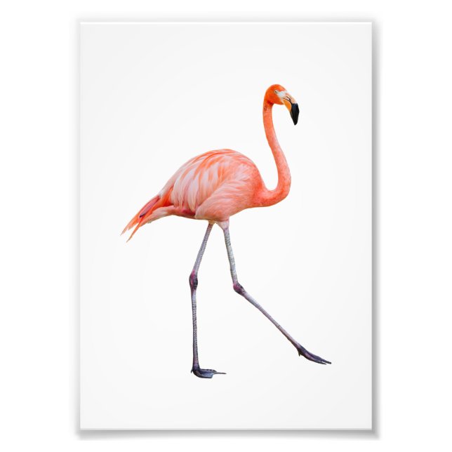 Pink Flamingo Photo Print (Front)