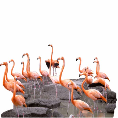 Pink Flamingo Photo Sculpture