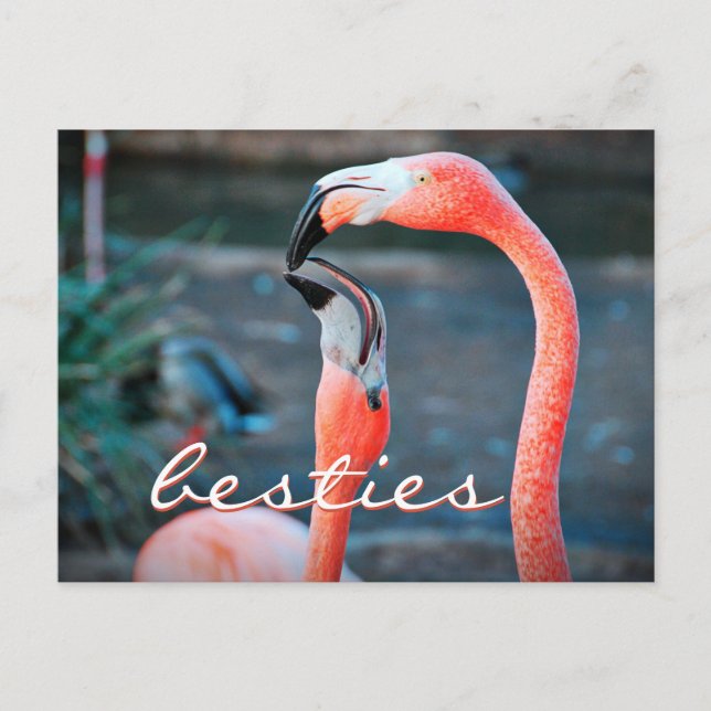 Pink Flamingo Photography Besties Friends Script Postcard (Front)
