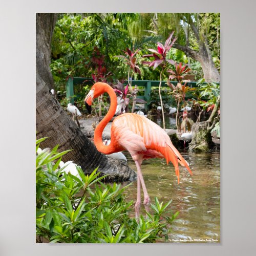 Pink Flamingo Photography Bonita Springs Poster