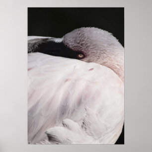 Pink Flamingo Portrait Drawing Effect Art Poster