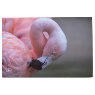 Pink Flamingo Portrait Metal Wall Art