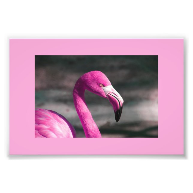 Pink Flamingo Posin' Pretty Photo Print (Front)