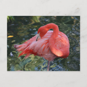 Pink Flamingo Postcard