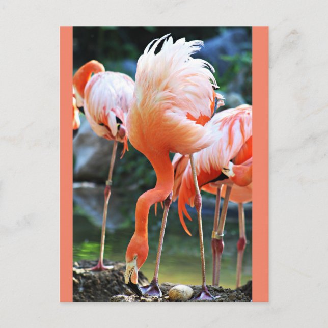 Pink Flamingo Postcard (Front)