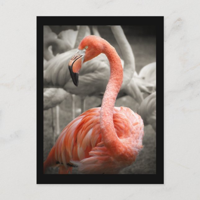 Pink Flamingo postcard (Front)
