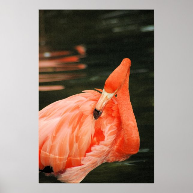 Pink Flamingo Poster (Front)