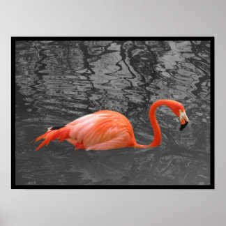 Pink Flamingo Poster