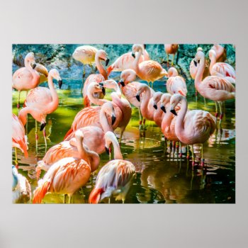 Pink Flamingo Poster by ChordsAndStrings at Zazzle