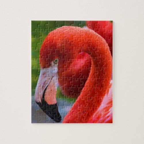 Pink Flamingo Stare Jigsaw Puzzle