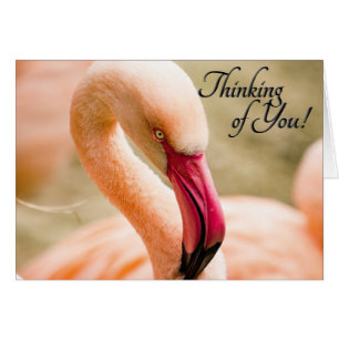  Pink Flamingo Thinking of You Blank Inside Cards