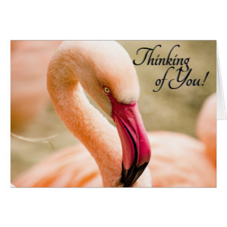  Pink Flamingo Thinking of You Blank Inside Cards