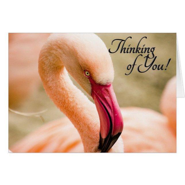  Pink Flamingo Thinking of You Blank Inside Cards (Front Horizontal)