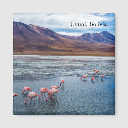 Pink Flamingoes in Bolivia Magnet