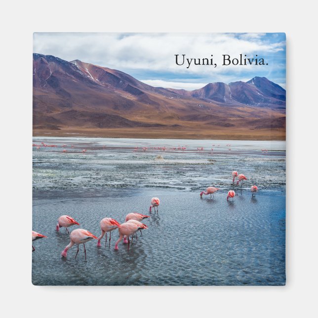 Pink Flamingoes in Bolivia Magnet (Front)