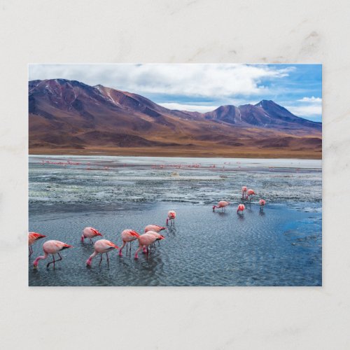 Pink Flamingoes in Bolivia Postcard