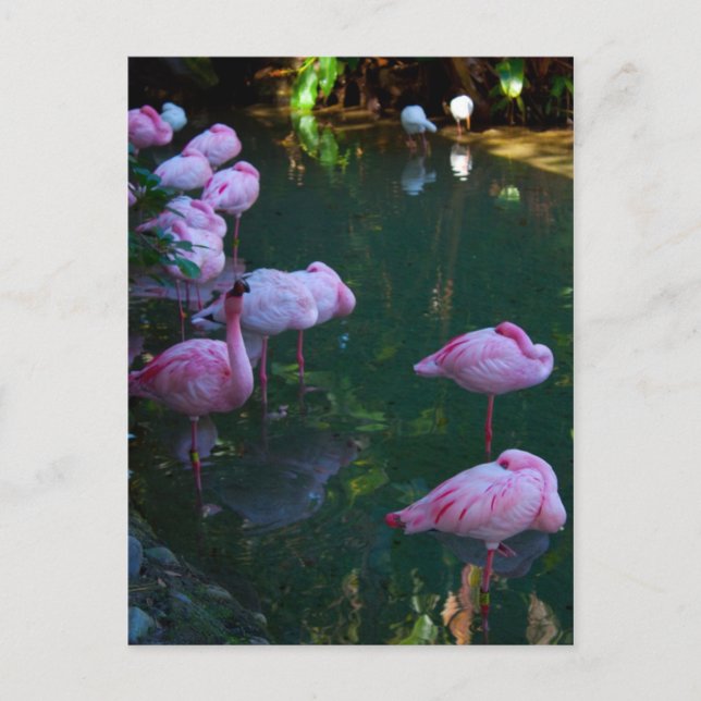 Pink Flamingoes Photo Postcard (Front)