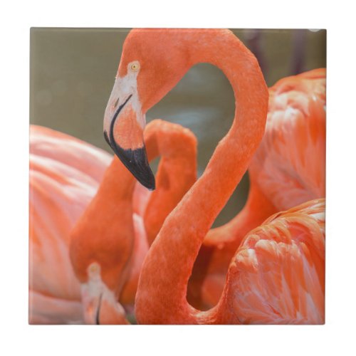 Pink Flamingos at Gatorland Ceramic Tile