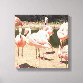 Pink Flamingos Canvas Print