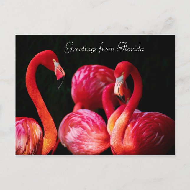 Pink Flamingo's  Greetings from Florida ,  Holiday Postcard (Front)