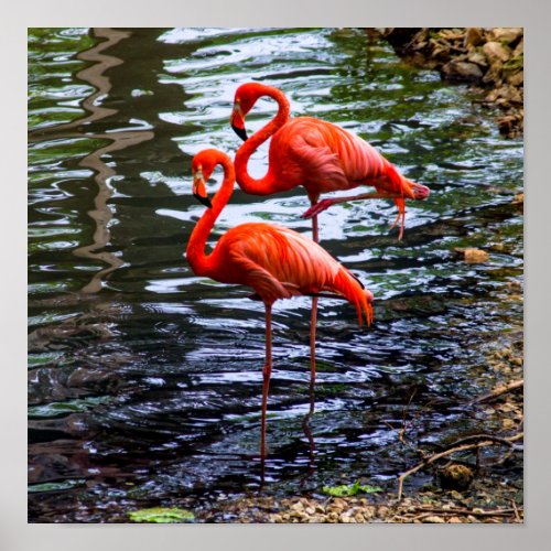 Pink Flamingos in Water Poster