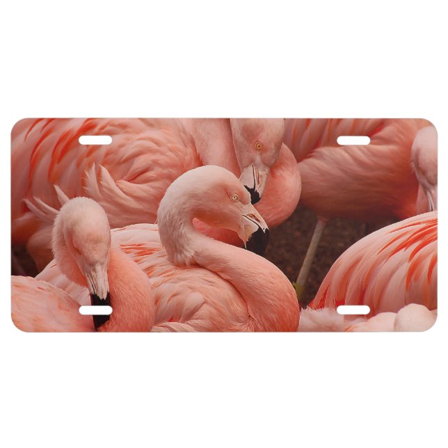 Pink flamingos license plate (Front)
