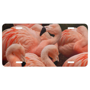 Pink flamingos license plate