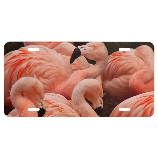 Pink flamingos license plate (Front)