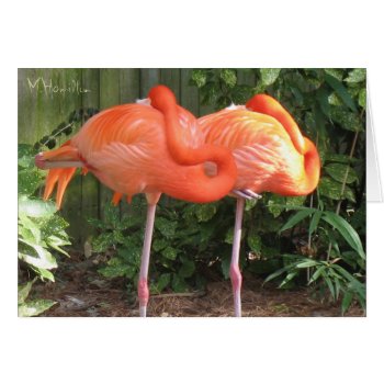 Pink Flamingos Note Cards by lifethroughalens at Zazzle