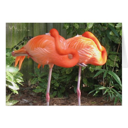 Pink Flamingos Note Cards (Front Horizontal)