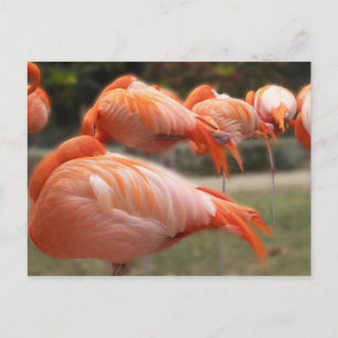 Pink Flamingos Original Photograph Postcard