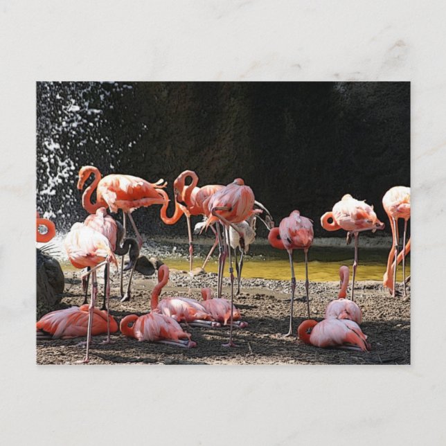 Pink Flamingos Postcard (Front)