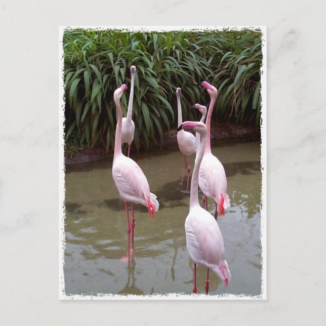 Pink Flamingos Postcard (Front)