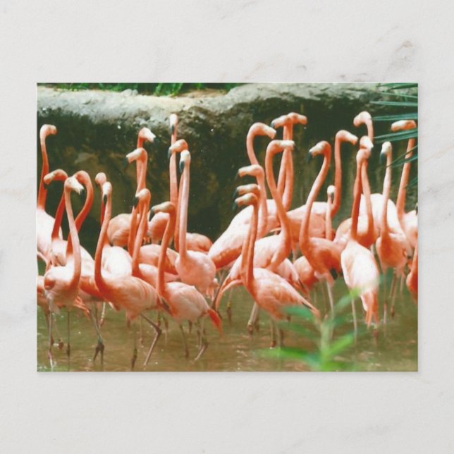 Pink Flamingos Postcard (Front)