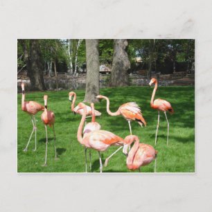 Pink Flamingos Postcard