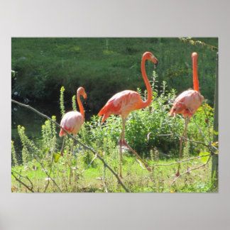 Pink Flamingos Poster