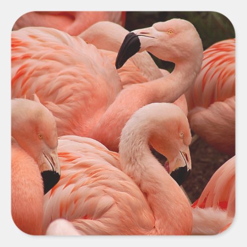 Pink flamingos square sticker