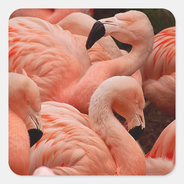 Pink flamingos square sticker (Front)