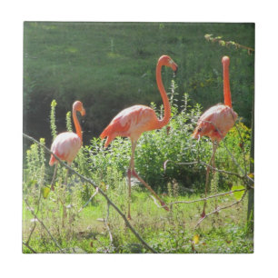 Pink Flamingos Tile