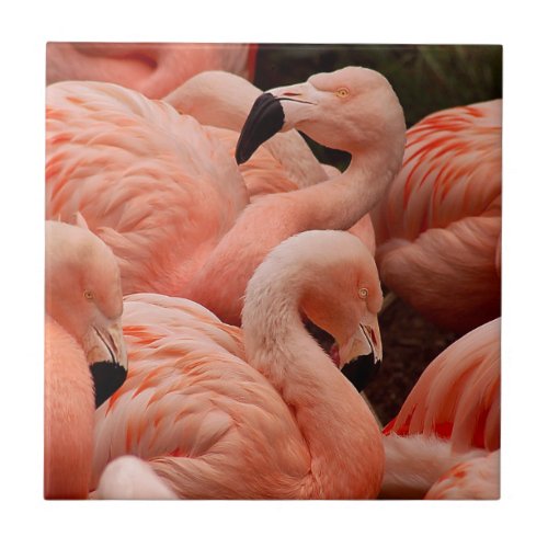 Pink flamingos tile