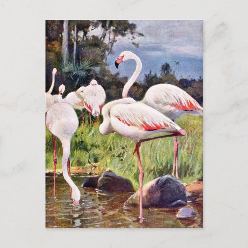 Pink Flamingos Vintage Illustration Postcard