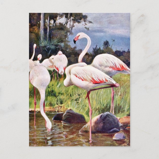 Pink Flamingos Vintage Illustration Postcard (Front)